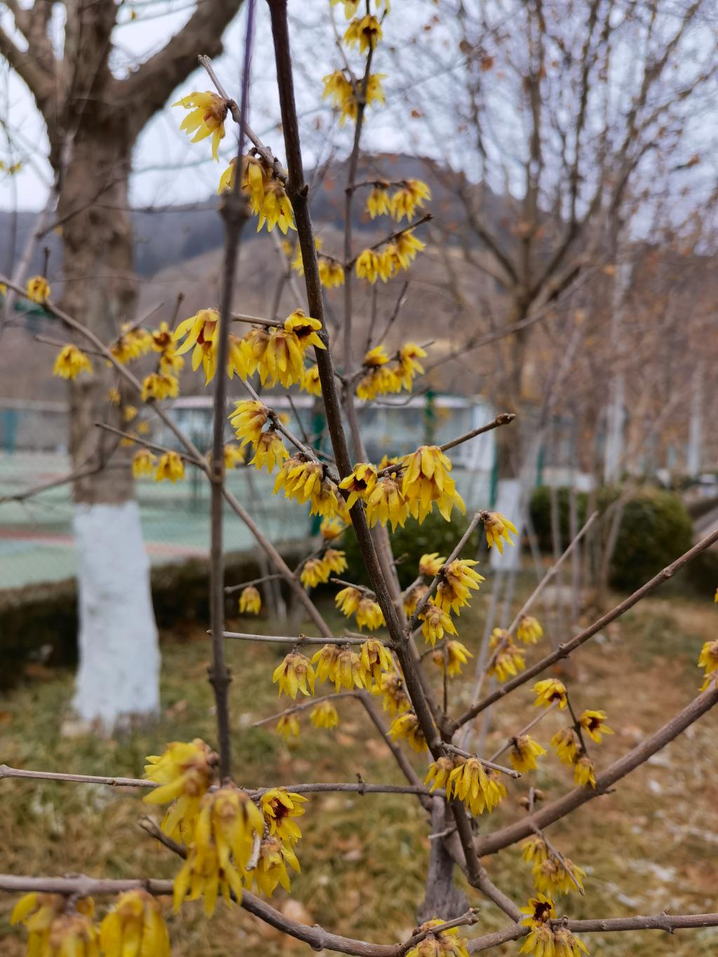 绿杨芳草长亭路 最是一年春好处